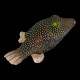Honeycomb Puffer